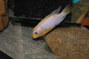 Metriaclima fainzilbergi 'Puulu'